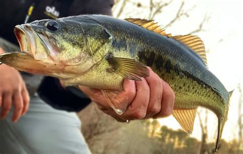 Seven Essential Winter Bass Fishing Lures - On The Water