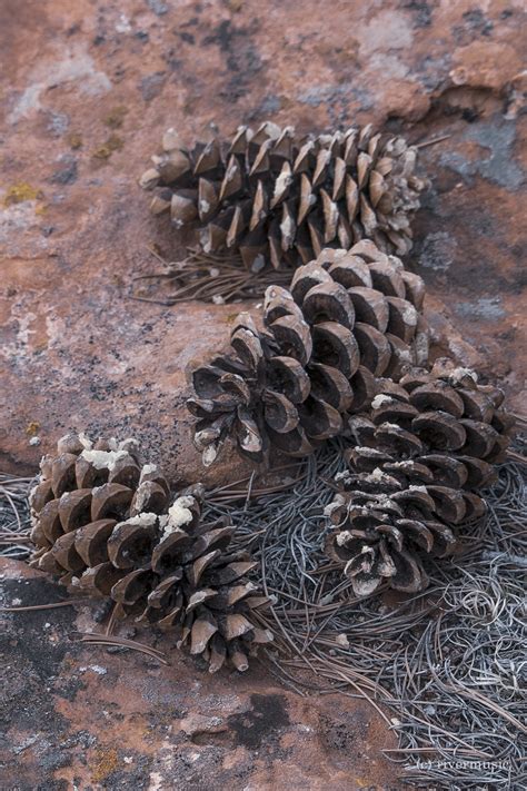 RiverWind-Photography — Limber Pine Cones and Lichens: