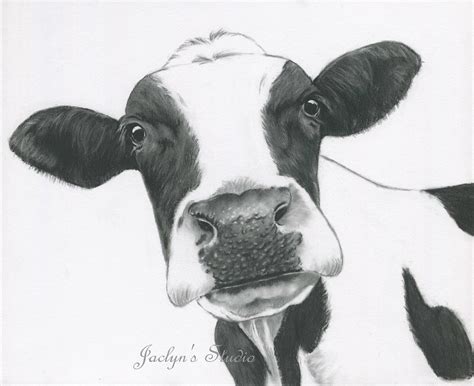 Cow Pencil Drawing : Holstein Kuh Molitor Bleistift Seashell Kunstdruck ...