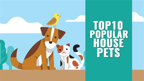 Top 10 Popular House Pets To Own And Cuddle - Petmoo