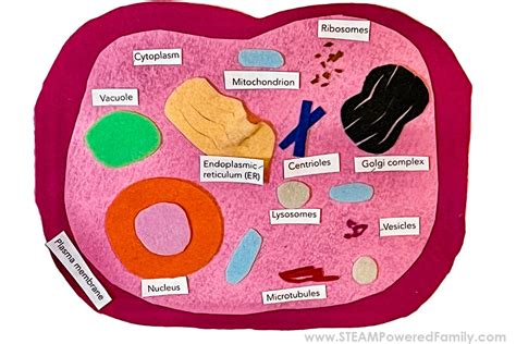 Build a Cell Model and Lesson for Students