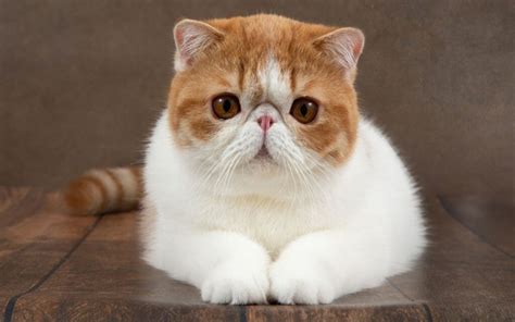 The 10 Cutest Facts About Exotic Shorthair Cats - Pet Hub USA