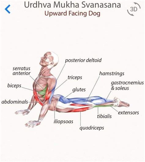 Upward Facing Dog Muscles Used