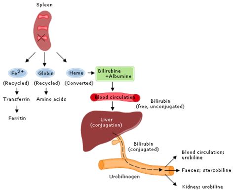 Bilirubin Metabolism Flow Chart