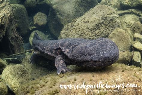 Photographing the Japanese Giant Salamander | Indopacificimages