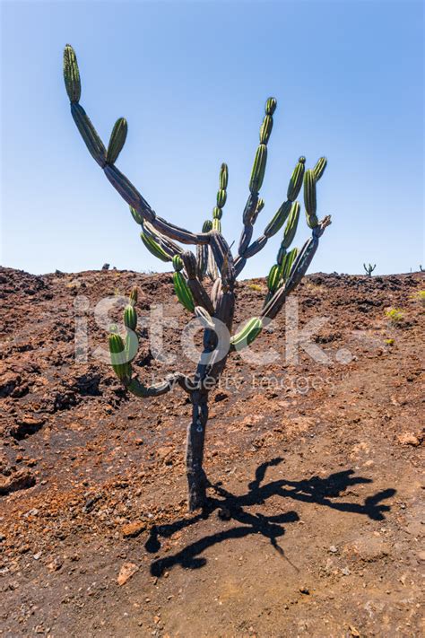 Candelabra Cactus stock photos - FreeImages.com