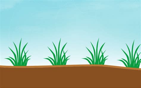 How to Plant St. Augustine Grass Plugs for Best Results