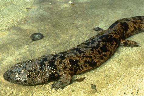 Japanese giant salamander - Alchetron, the free social encyclopedia