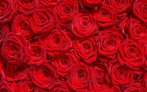 Vibrant Red Roses: Nature's Beauty in HD Wallpaper