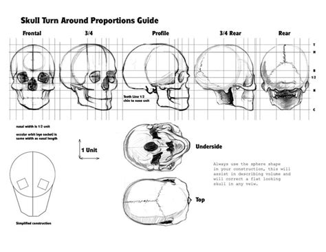 Skull Turn-Around and Proportions | Human skull drawing, Human anatomy drawing, Anatomy