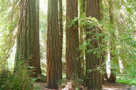 Bridle Trail at Reinhardt Redwood Regional Park - Lonely Hiker