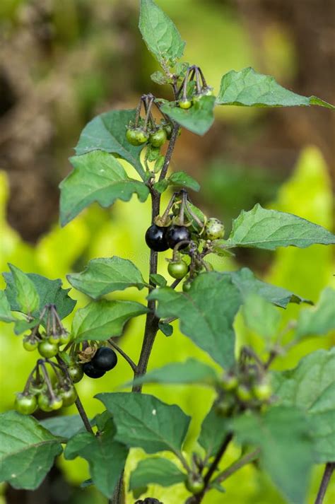 Black Nightshade Berries Stock Photo - Image: 61094082