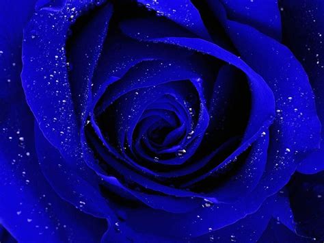 Blue Rose Desktop Wallpapers - Top Free Blue Rose Desktop Backgrounds ...