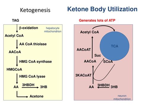 PPT - KETONE BODY METABOLISM PowerPoint Presentation, free download ...