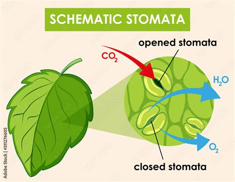 Diagram showing plant cell Stock Vector | Adobe Stock