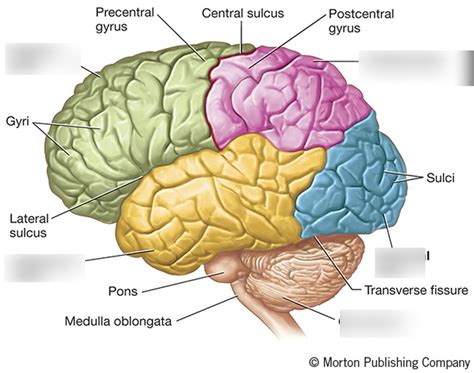 BRAIN LOBES Diagram | Quizlet