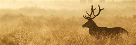 Red Deer in the Scottish Highlands: Where to Spot Them