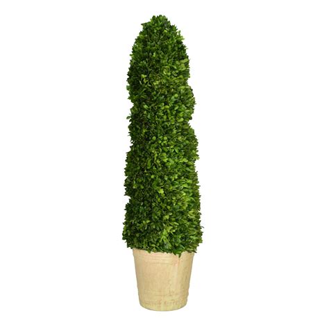 Preserved Boxwood Spiral Topiary - 43 Inch – Bella Marie