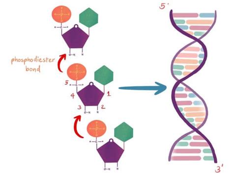 DNA Structure | Biology Dictionary