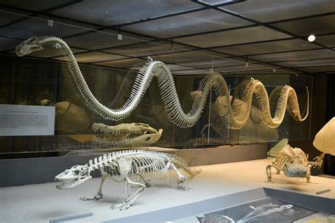 Titanoboa Fossil Found | LightningHeadlines