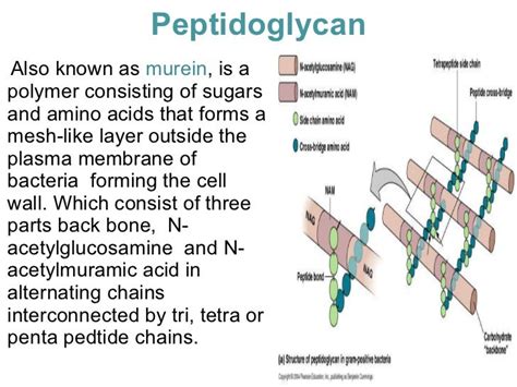 peptidoglycan bacteria cell wall structure