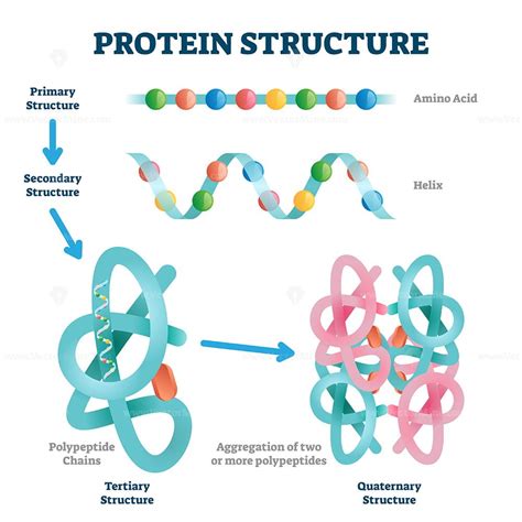 Protein structure vector illustration - VectorMine