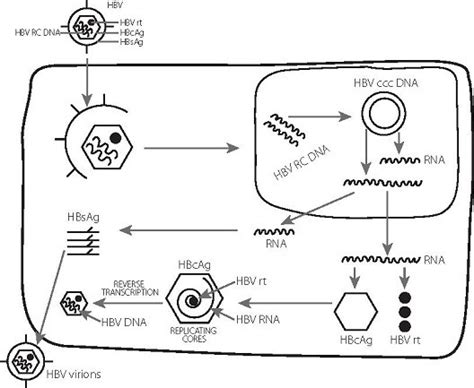 Virology: viral replication, current therapy and progress to a cure - B ...