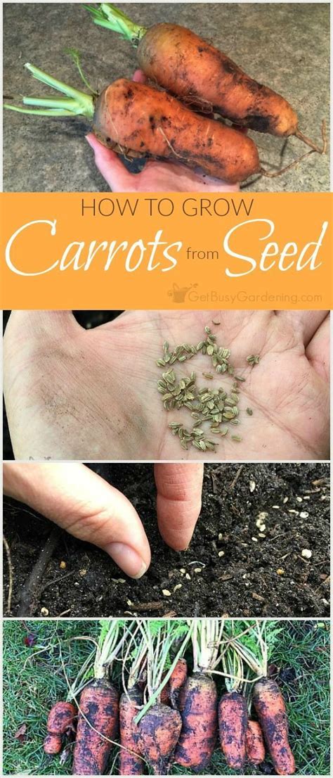 Planting Carrot Seeds: A Step-by-Step Guide for Beginners - PlantHD