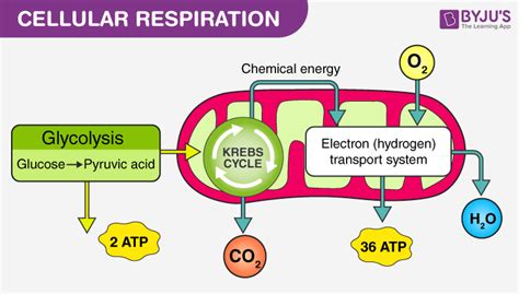 ATP Synthesis - NEET Biology Notes