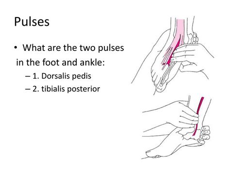 Where Are The Pulses In Your Feet