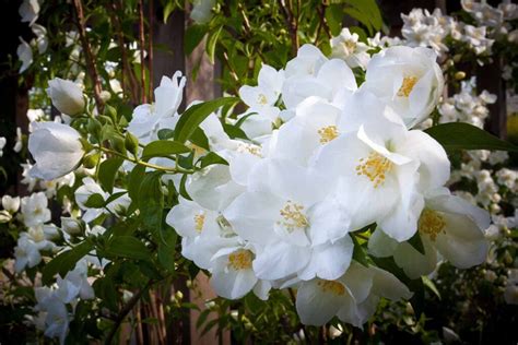 17 of the Best White Rose Varieties for the Garden | Gardener’s Path