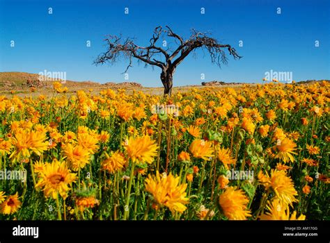 Namib desert bloom hi-res stock photography and images - Alamy