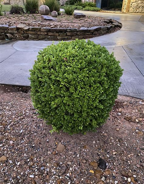 BOXWOOD JAPANESE 3G - Growers Outlet