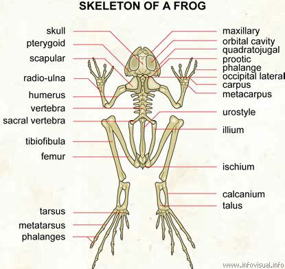 Frog Skeleton Diagram | Quizlet