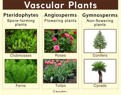 Vascular Plants – Definition, Characteristics, Examples, & Diagram