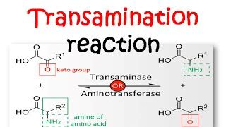 Transamination reaction mechanism | Doovi