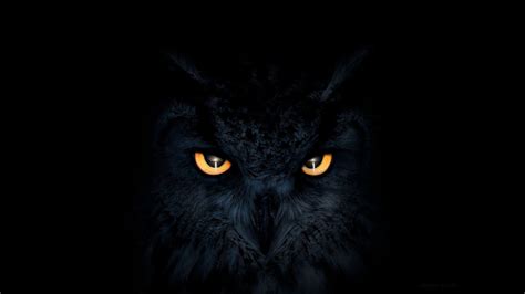 Dark Owl Wallpapers - Top Free Dark Owl Backgrounds - WallpaperAccess