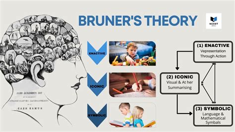 Bruner's Theory of Cognitive Development - infrexa