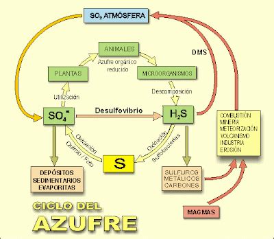 Tareas: Fertilidad y Nutricion: CICLO DEL AZUFRE