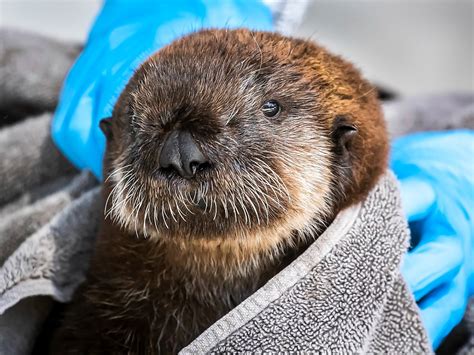 Sea Otter Pups | Babies! | Aquarium of the Pacific