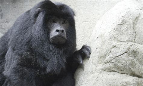 Black howler monkey | Smithsonian's National Zoo and Conservation ...