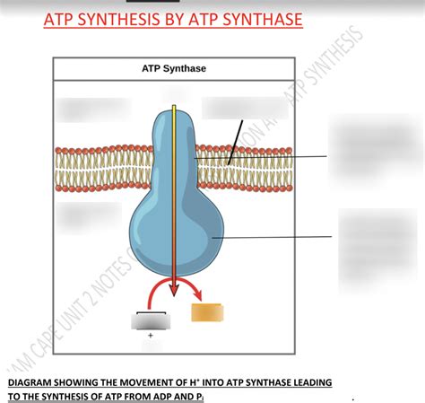 Atp Synthesis Diagram