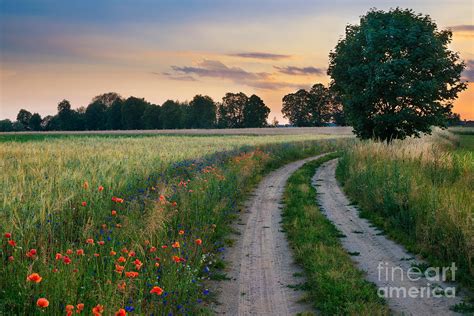 Summer Landscape With Country Road Photograph by Ysuel - Pixels