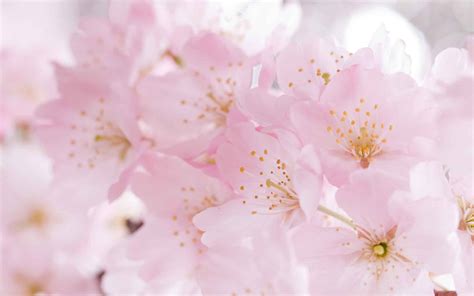 Sakura Flower Wallpaper - WallpaperSafari