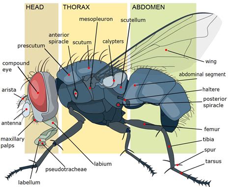 Thorax Insect Anatomy