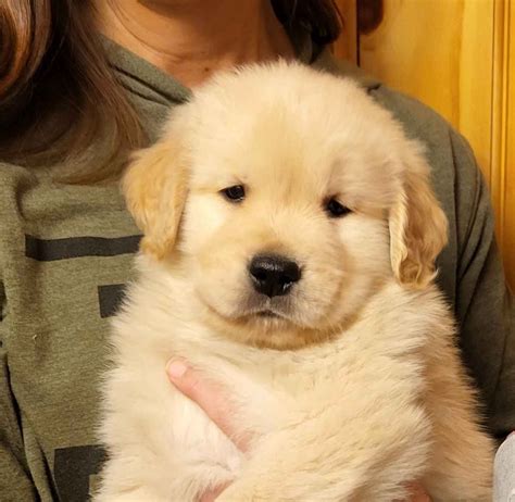 Golden Retriever Puppies For Sale - AKC PuppyFinder