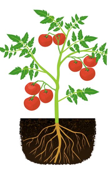 Learn The Six Plant Growth Stages