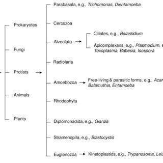 Protista Kingdom Classification Chart