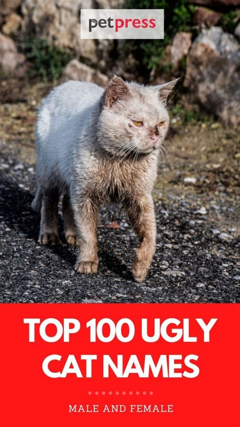 Top 100 Ugly Cat Names: Names That Are Funny For Cats