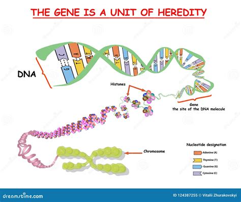 Genome in the Structure of DNA. Genome Sequence. Telo Mere is a ...